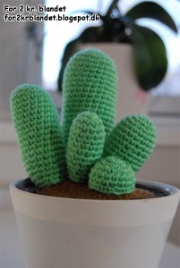 Kaktus