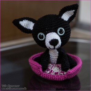 Chihuahua, Pinky til Sarah